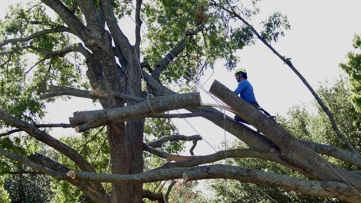 Professional Hazardous Tree Removal performed by certified arborists in Rockfall